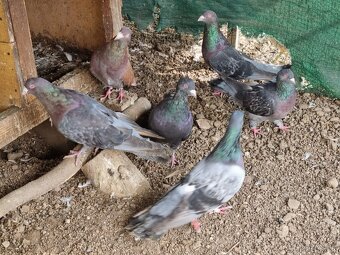 Holub ryman , hohub pávik - 6