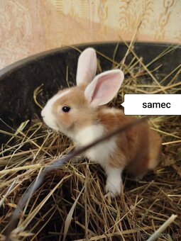 Predám zakrslých zajačikov - 6