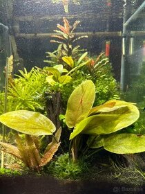 Rastlinky do akva / krevetaria - 6