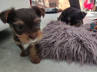 Predám šteniatka Yorkshirsky terier - 6