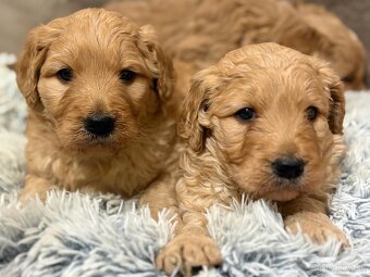 Goldendoodle - 6