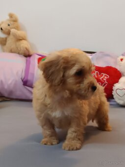 Mini maltipoo - 6