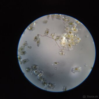 Vírniky Brachionus plicatilis - 6