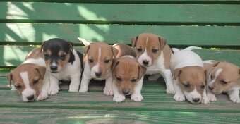 Jack russel terier - 6