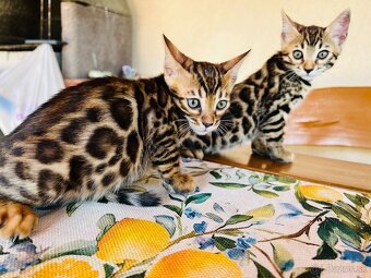 Bengálske mačiatka, bengalska mačka s Rodokmeňom - 6