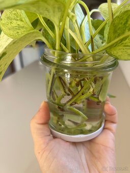 Epipremnum Marble Queen “Snow Queen” - 6