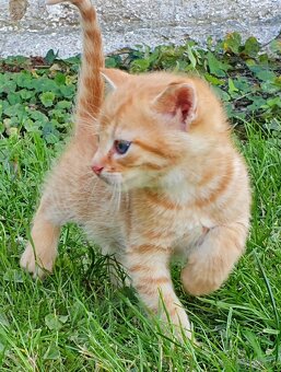 Mačičky (1x mačička, 1x kocúrik) 2-mesačné - 6