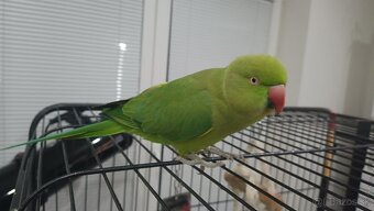 Papagáj Alexander malý - samička KIWI - 6