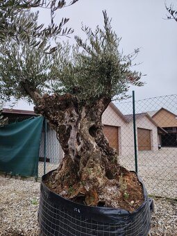 Olivovník europea - 6