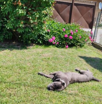 Darujeme cane corso - 6