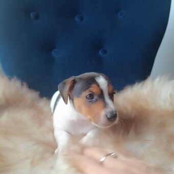 Jack Russell Teriér šteniatka - 6