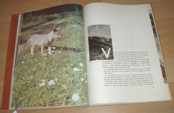 Osamělá vlčice - 6