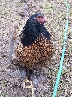 Brahmanka zlato čierna vajcia - 6