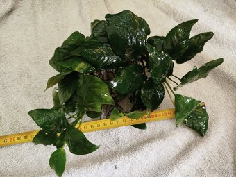 Predám veľké Anubiasy - 6