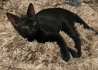 Zachranene maciatka - 6