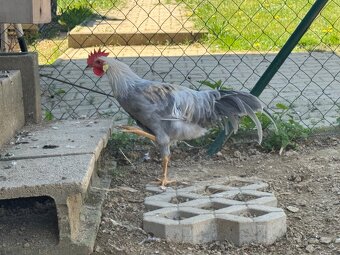 Kohúty vlašky perlovošedej - 6