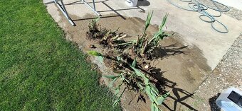 Ponukam arundo donax bambusova trava - 6