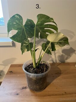 Monstera thai, Monstera albo, Monstera esqueleto - 6