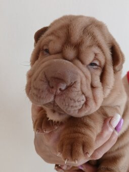 Sharpei, šarpej stěně s PP - 6