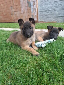 Belgický ovčiak malinois šteniatka - 6