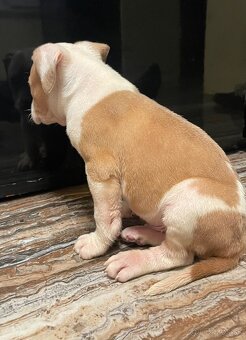 Americký stafordšírsky teriér, Amstaff, Staford - 6