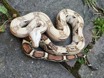 Boa imperator - Hypo RLT het VPI, Ghost het VPI, VPI Sunglow - 6