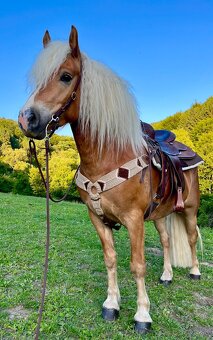 Haflinger - 6