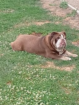 Anglicky buldog - 6