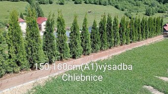 Tuja Smaragd, vavrínovec, červienka-Spišská Nová Ves, Kežmar - 6