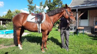 Predám valacha quarter horse - 6