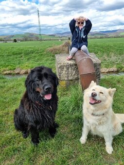 Novofundlandský pes Betty - 6