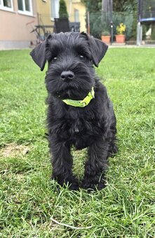 Bradáč malý čierny - 6