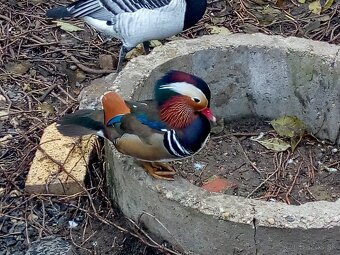 Bernikla Bielolíca / Kačica Mandarínska / Kanadská hus/ Husi - 6
