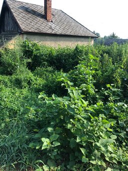 Kosenie , zahradne prace - 6