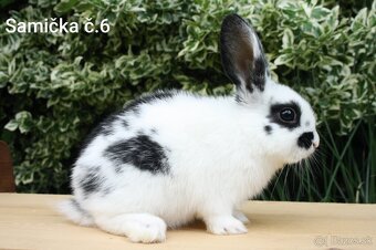 Zdrobnené barančeky na maznáčika aj králičí hop - 6