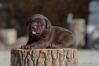 Labrador retriever s PP,  Labradorsky retriever - 6