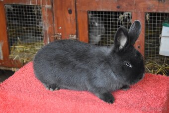 Predam Viedensky modry - 6