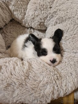 Papillon steniatka - 6