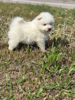pomeranian - 6