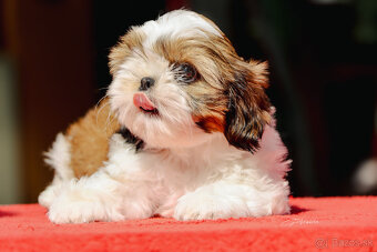 Shih-tzu fenka s PP (shihtzu, shih tzu , šicu, sicu) - 6