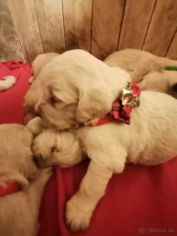 Zlatý retriever - 6