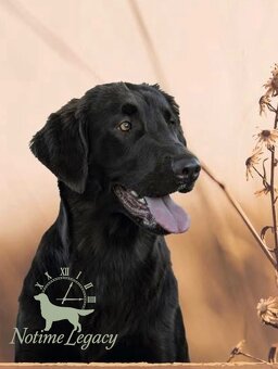 Flat coated retriever - 6