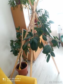 Ficus kaučukovník - 6