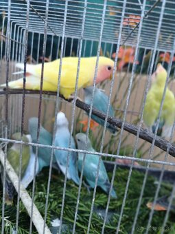 Agapornis ruzovohrdly - 6