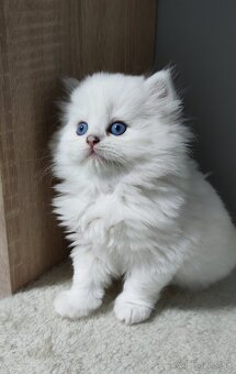 Britské mačiatka s PP❤️extra kvalita❤️ - 6