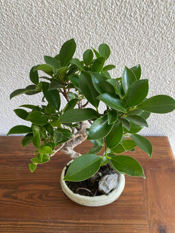 Fikus Ficus Retusa bonsaj1 - 6
