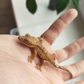Pagekon riasnatý/Correlophus ciliatus - 6