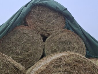 Seno-slama-pšenica - 6