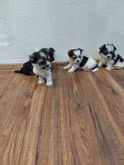 Yorkshirsỳ terier mini - 6