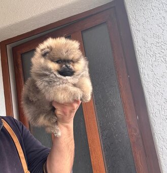 Pomeranian mini - 6